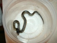 Splendida 2 male CBB2021 Dona Ana Co., NM Pic 1.JPG