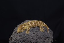 IMG_9070.jpg
