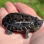 Mexican Giant Musk Turtles (Staurotypus triporcatus) CB 2021 1.jpeg