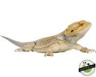 adult-bearded-dragon-for-sale.jpg