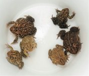toadsfauna1 (1).jpg