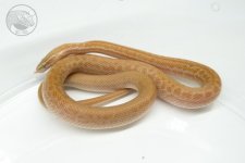 F-house-snake-albino-1.jpg