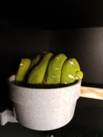 IMG_20220303_153004156.jpg