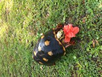 female_red_large2.jpg