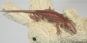 gargoyle 3.JPG