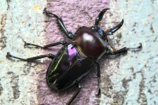 purple1 (1 of 1).jpg