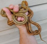 Rat snakes.jpg