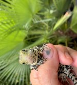 green1.jpg