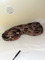 Guyana Boa.jpg