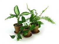 clean_air_plant_kit.jpg
