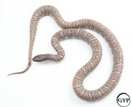 2-1.jpg