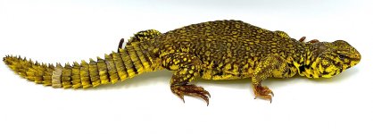 yellowuro.jpg