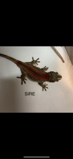 D321F38F-BB07-4A9C-BFBA-2FBFC09509CE.jpg