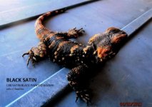 cbb clown agama male Black Satin at 5 yrs old.jpg