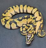 2021 1.0 Pastel Enchi SH (1).jpg