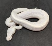 2021 0.1 Bamboo Lesser or Russo Poss Pastel Poss Black Pastel.jpg
