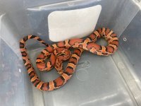 #2 male 40g B- .jpg