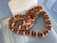 #11 female  43g A- .jpg