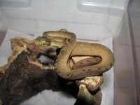 Reptiles 001.jpg