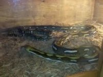 retic.jpg