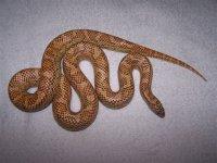female#9.jpg