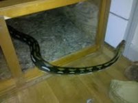 retic2.jpg