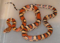 female Okeetee.jpg