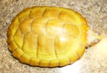 albino res (1).JPG