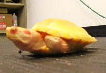 albino res (3).JPG