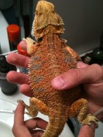 New dragon.jpg