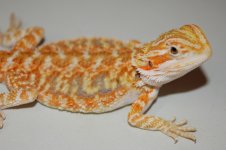 DSC_0055.jpg