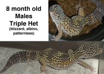 8monthmales3het.jpg