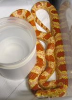 IMG_0604 reverse okeeteefemale.JPG