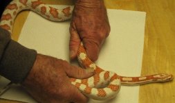 IMG_0596 m candy cane male.JPG