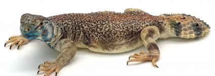 thomasi2.jpg