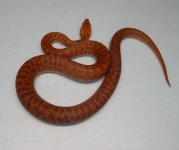 DSCN6988a.jpg