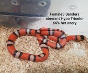 SandersFemale3.jpg