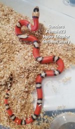SandersF23Tricolor.jpg