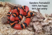 SandersFemale22.jpg