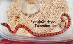 Female24HypoTang.jpg