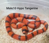 HypoMale10Hypo.jpg