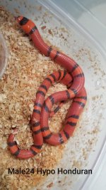 Male24Hypo.jpg