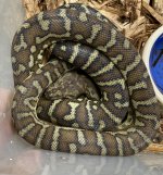 bredli female.jpg