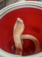 IMG_20220123_182736701.jpg