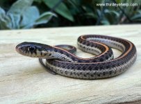 05 Coast Garter Snake_6948.jpg