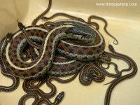 06 Coast Garter Snakes_6935.jpg