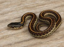 10 Coast Garter Snake_8215.jpg