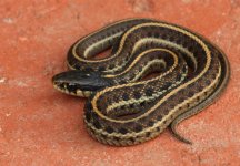13 Coast Garter Snake_8206.jpg