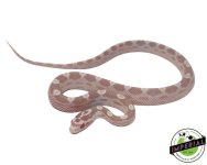 snow-motley-cornsnake-for-sale.jpg