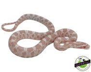 Snow-Corn-snake-for-sale.jpg